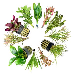 AquaticMotiv® Value bundle - 12 plants - Live Aquarium Plants