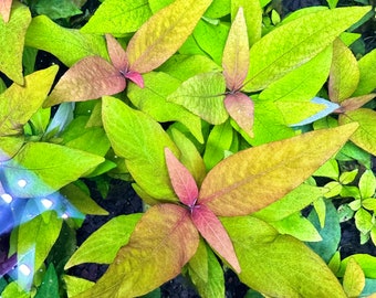 Hygrophila Siamensis - BUY3GET1FREE - Live Aquarium Plant