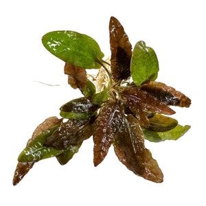 Puede incluir: Un manojo de plantas acu&aacute;ticas de color marr&oacute;n rojizo con reflejos verdes. Las hojas son largas y estrechas con un borde ligeramente ondulado.