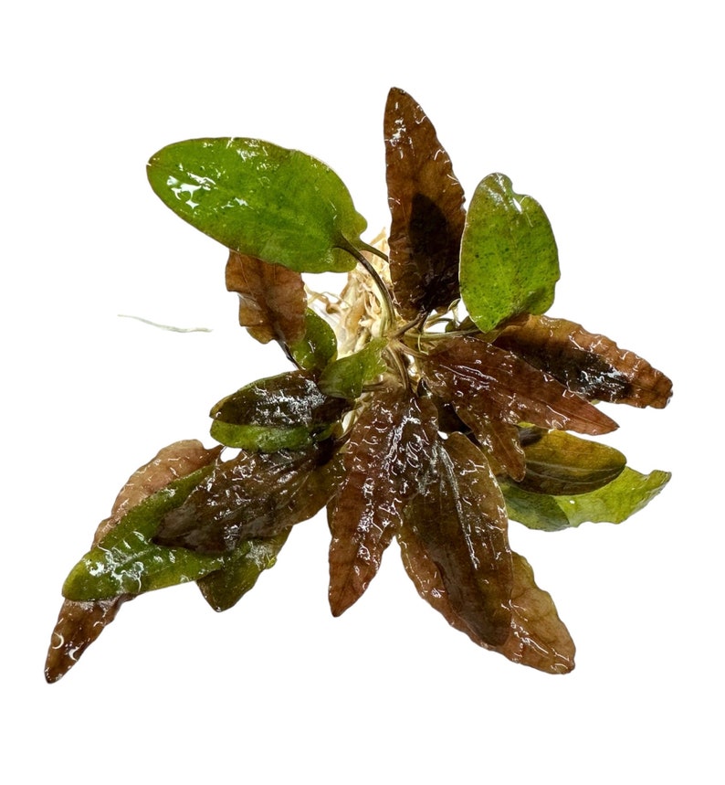 Puede incluir: Un manojo de plantas acu&aacute;ticas de color marr&oacute;n rojizo con reflejos verdes. Las hojas son largas y estrechas con un borde ligeramente ondulado.