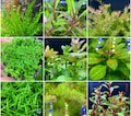 6 EASY Plants (Assorted Starter Pack) - Live Aquarium Plants product logo