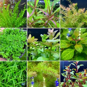 6 EASY Plants (Assorted Starter Pack) - Live Aquarium Plants