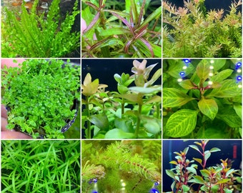 6 plantes faciles (assortiment de démarrage) - Plantes d'aquarium vivantes