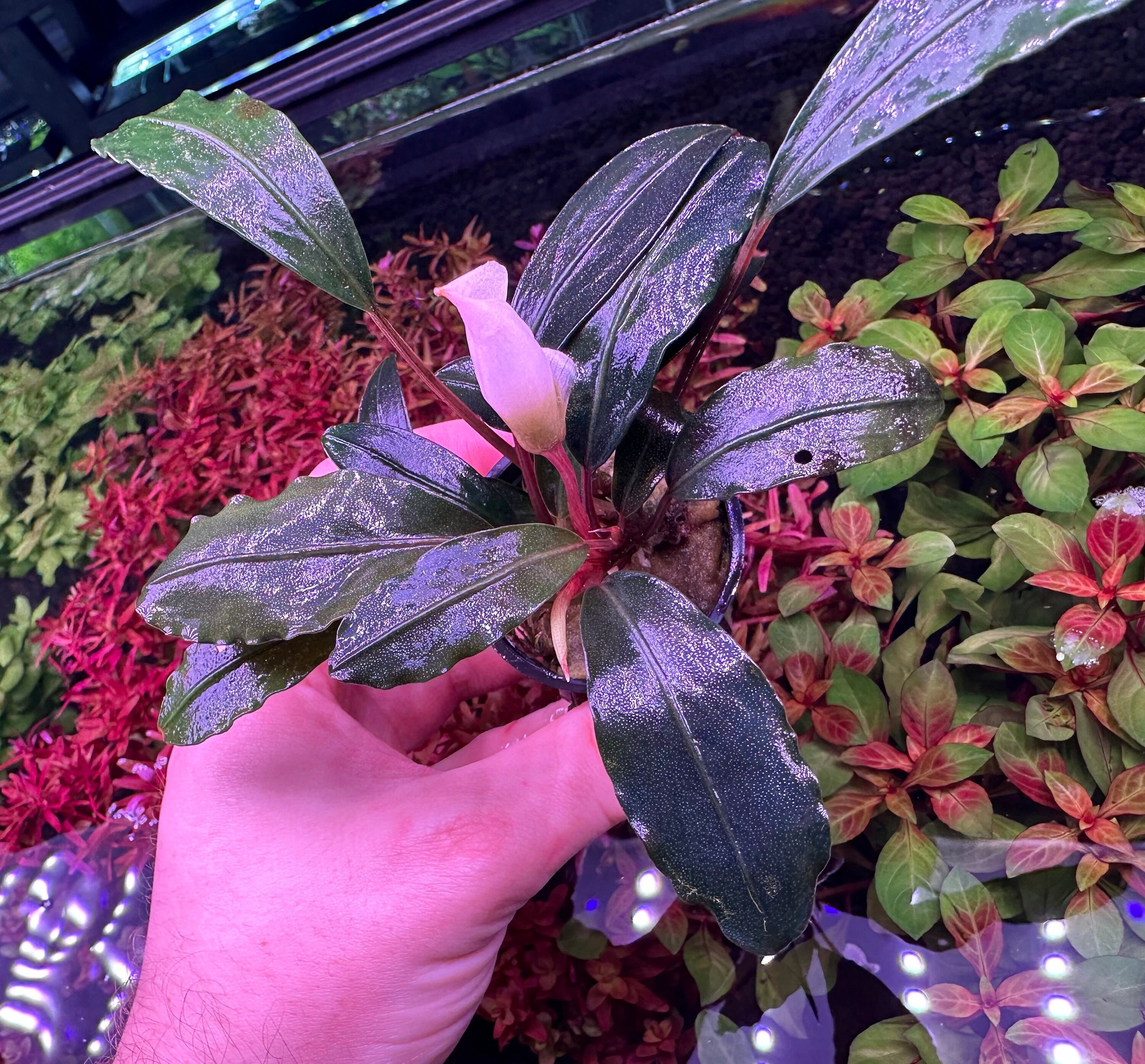 水草 Bucephalandra sp. Varigata Pink Buy Bucephalandra Varigata Pink (per rhyzome) | The 181