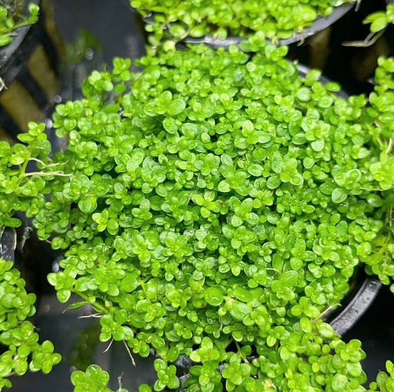Baby tears aquarium plant care sale