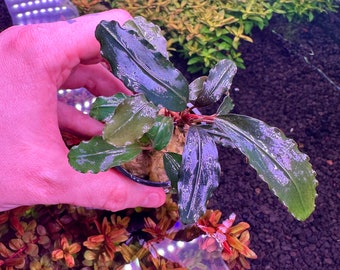 Bucephalandra Midnight Blue - Live Aquatic Plants - Only Plants