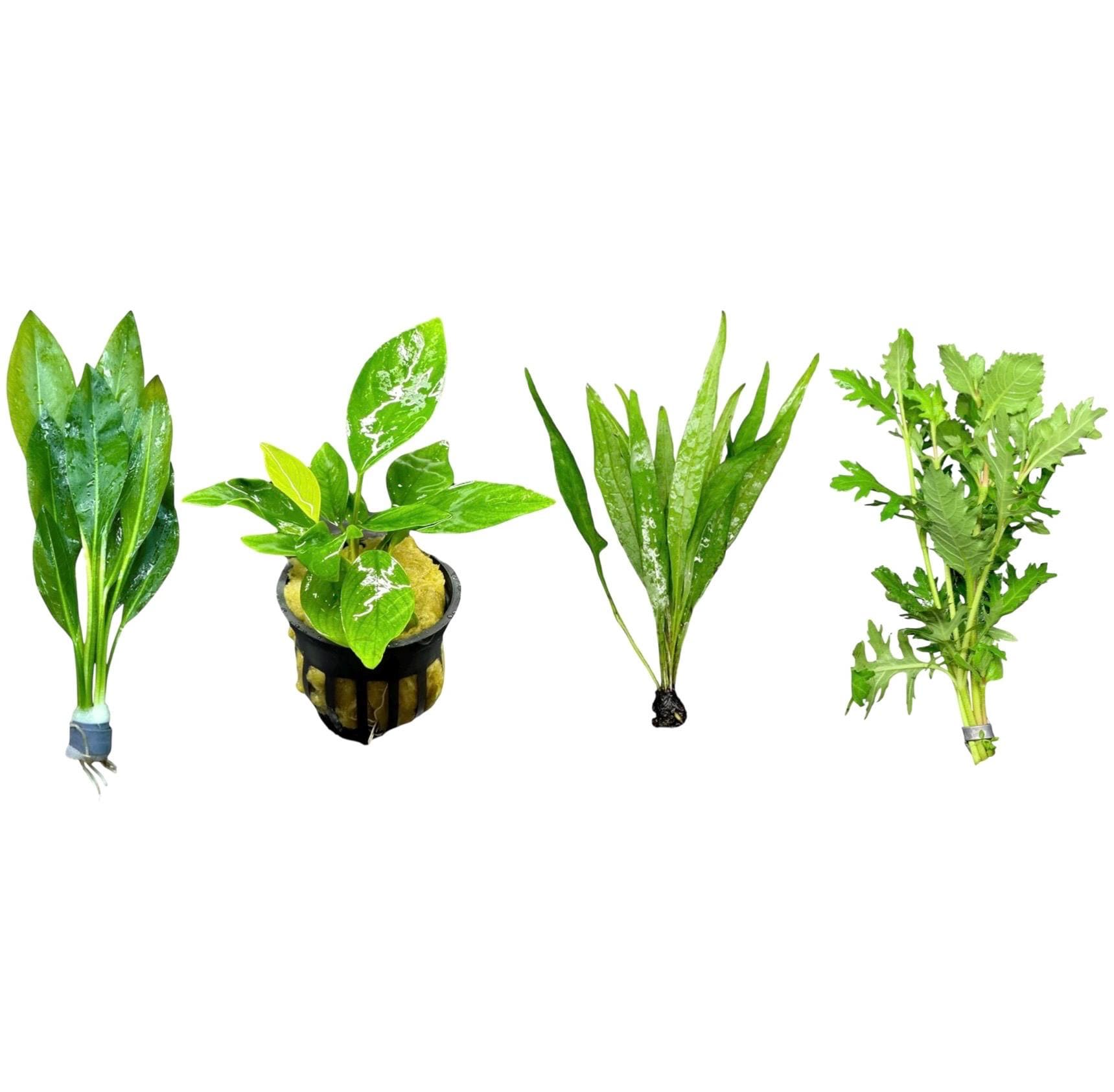 AquaticMotiv® Starter pack 4 plants 'Made for beginners' - Live Aquarium Plants