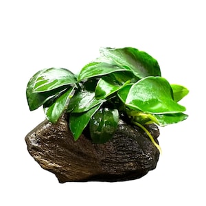 May include: A vibrant green aquatic plant with broad, glossy leaves. The plant is attached to a dark, textured piece of wood, creating a natural and decorative element. The leaves have a wet appearance.