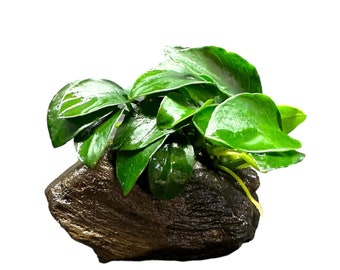 Anubias Nana Petite on Driftwood - Live Aquarium Plant AquaScape