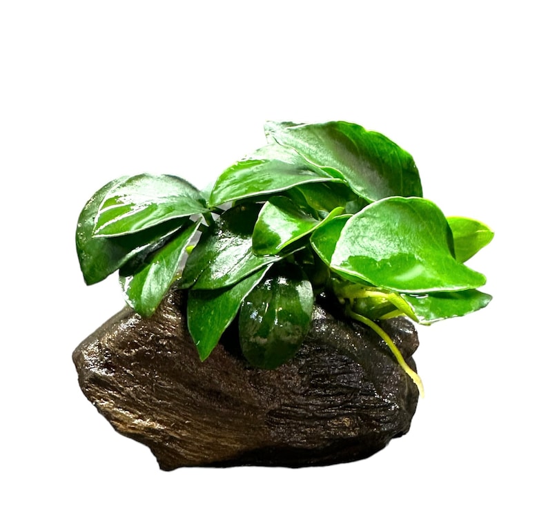 Anubias Nana Petite on Driftwood Live Aquarium Plant AquaScape image 1