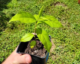 May include: A small, young plant with vibrant green leaves is held in a black square pot. The plant has a slender stem and several large, bright green leaves. The pot is filled with dark soil. The background is a green lawn.