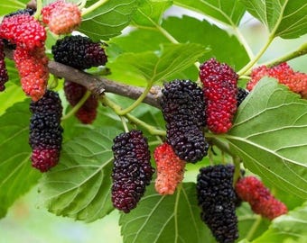 Rode moerbeiboom 1-2 voet (Morus rubra) Altijd dragende, zoete oogsten het hele seizoen