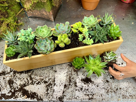 Fleur du Bien Sukkulenten Arrangement mit Bambus Pflanzer: Premium Lebende  Pflanze 16 Sukkulenten Verschnern Sie Ihr Interieur - Etsy sterreich
