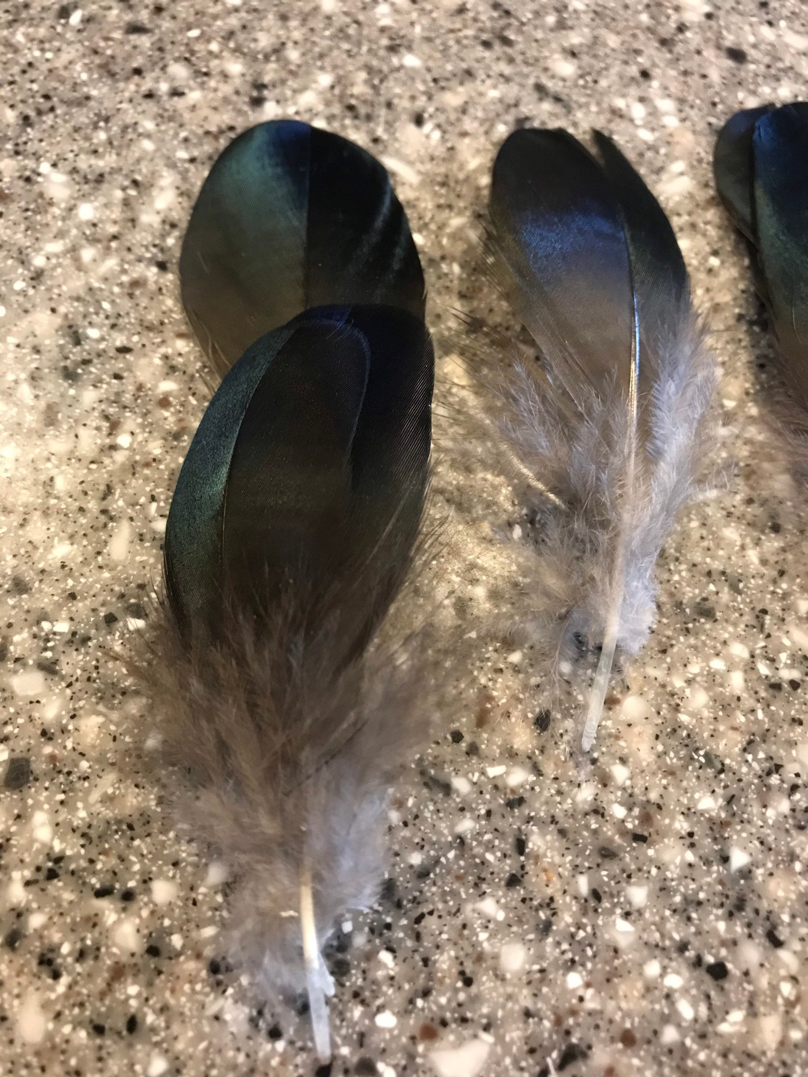 Wood Duck Feathers Black and Iridescent Wood Duck Feathers Etsy