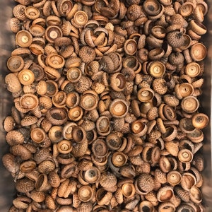 Large Acorn Caps 50+ count