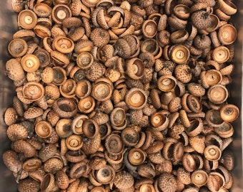Large Acorn Caps 50+ count