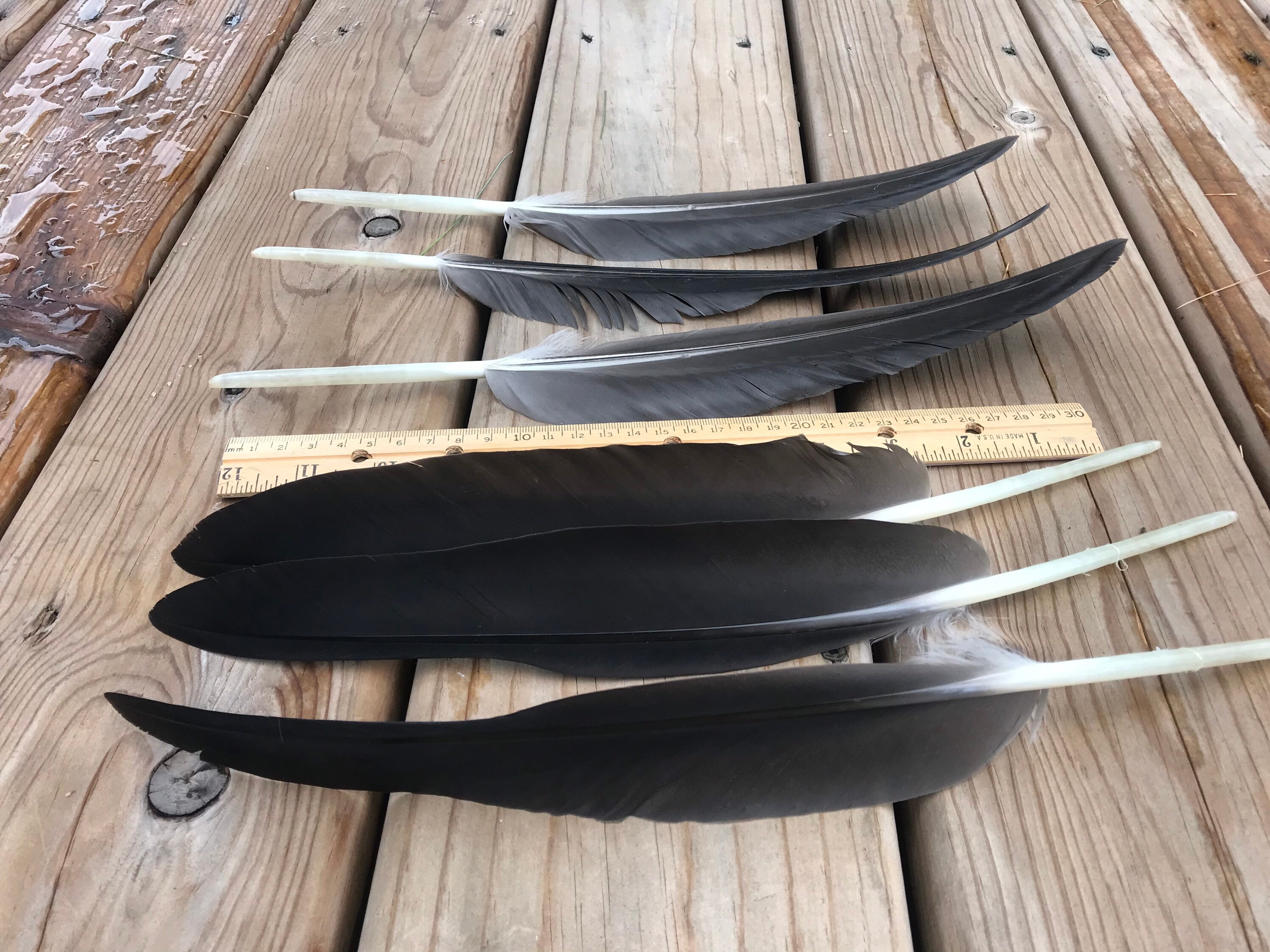 Goose feathers large black feathers Canadian goose feathers Etsy