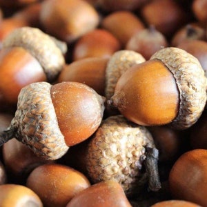 Red Oak Acorns Large 150+ Caps and Nuts