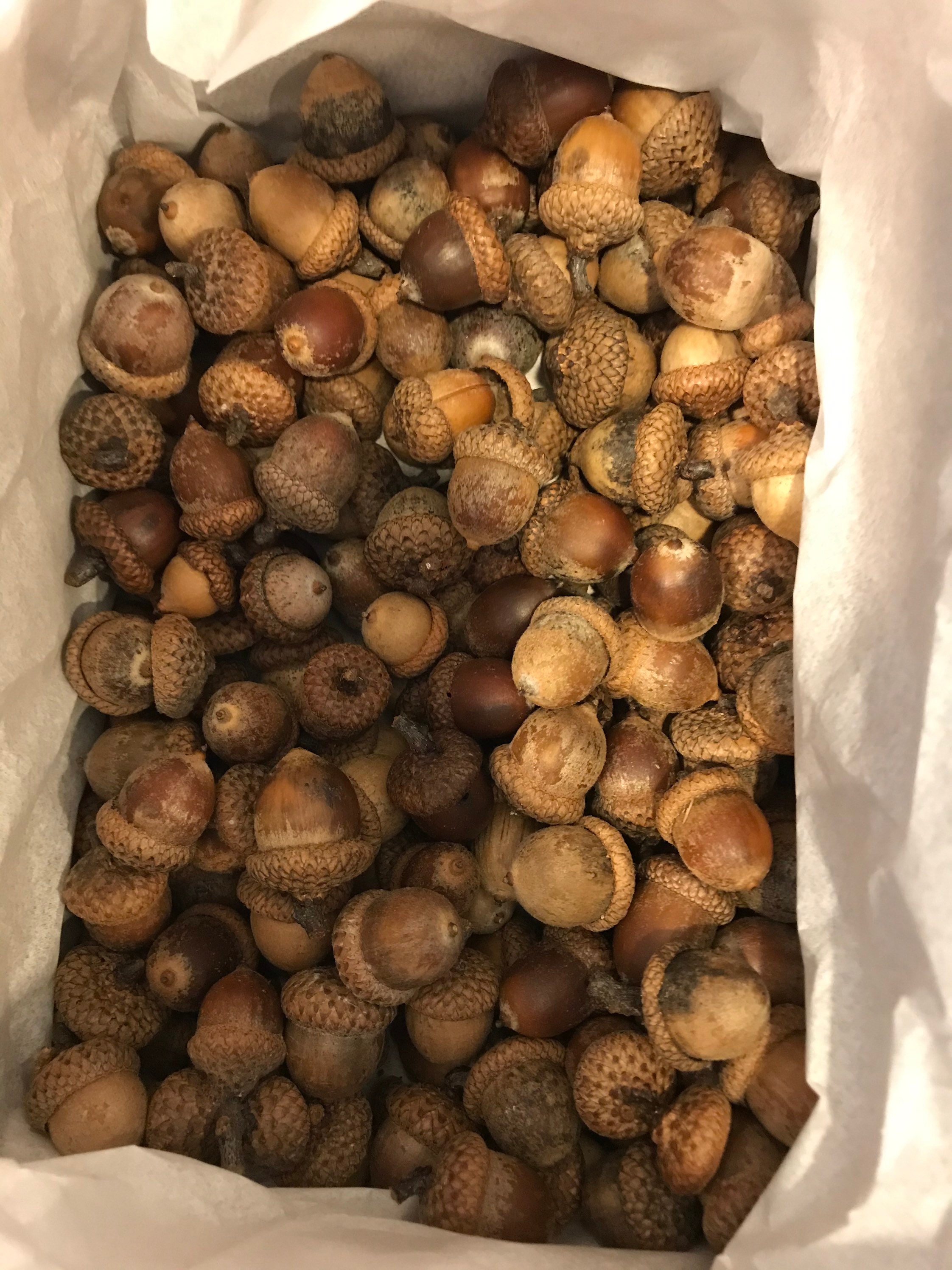 Whole Large Natural Acorns With Caps 50 Etsy