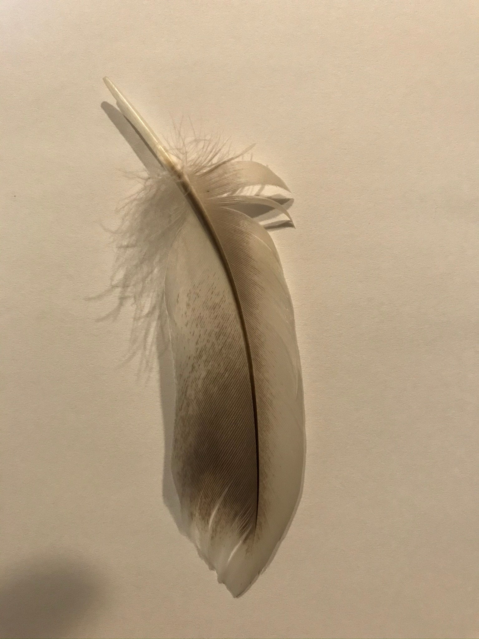 Feathers Bulk Goose Etsy