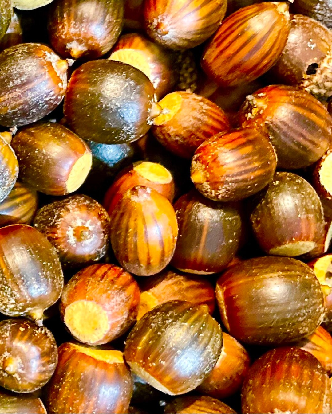 Bulk Black Oak Acorns With and Without Caps Raw Acorns Bulk Etsy
