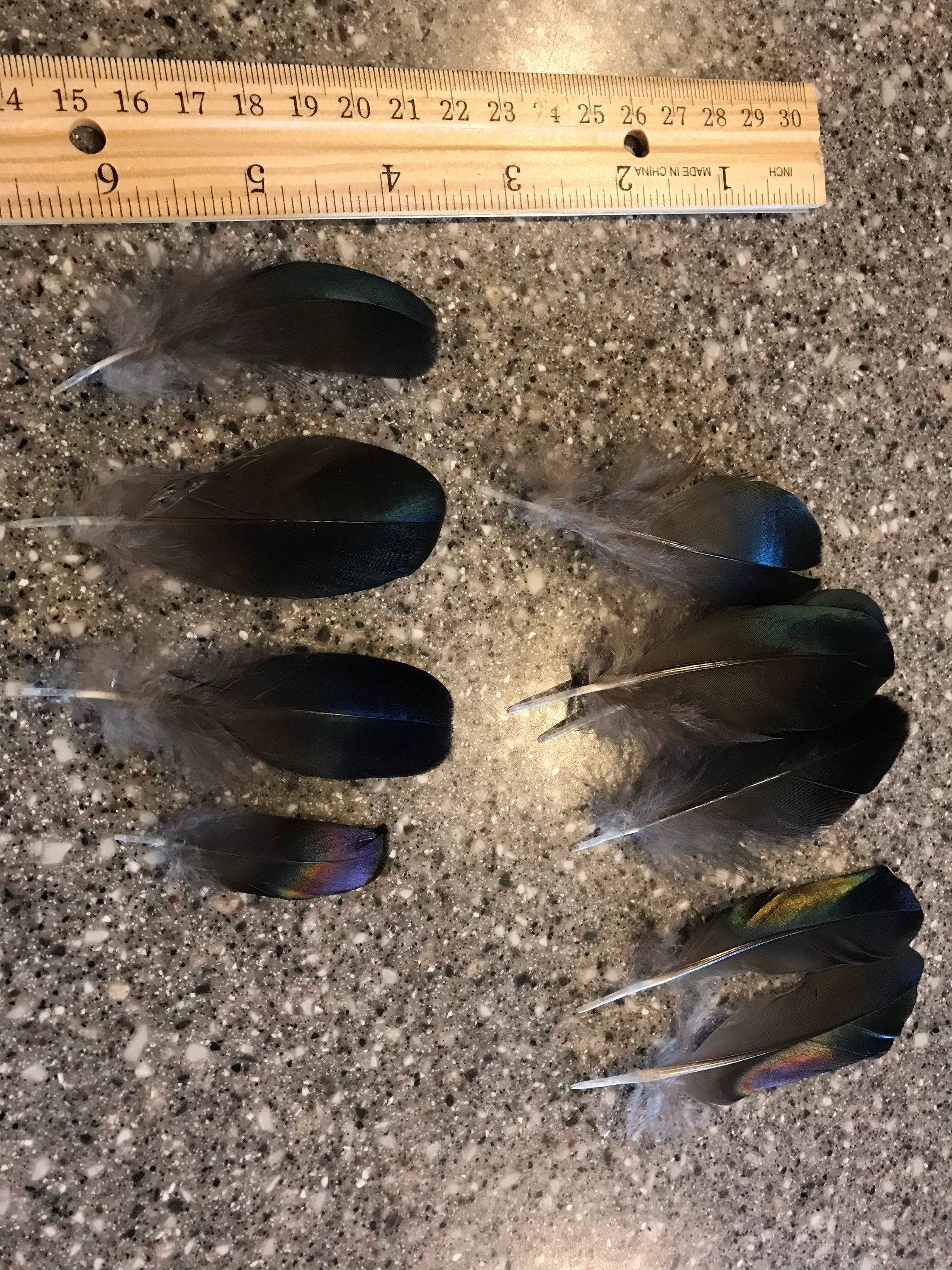 Wood Duck Feathers Black and Iridescent Wood Duck Feathers Etsy