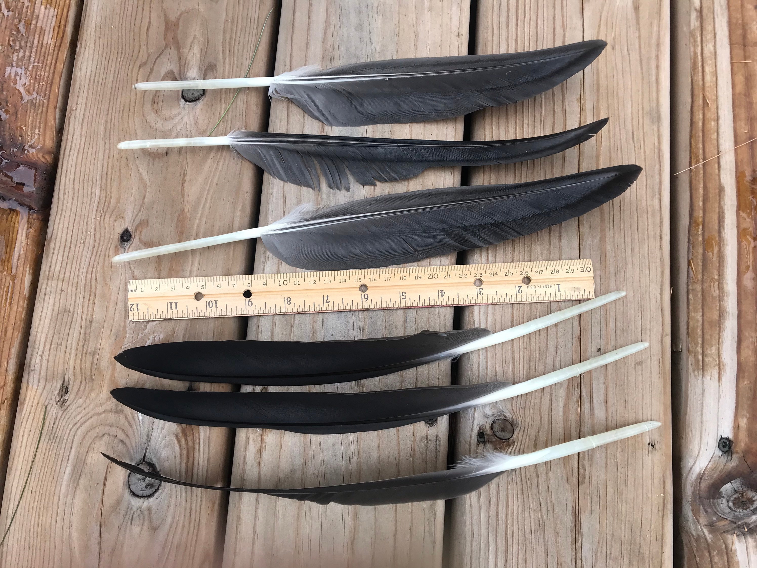 50 Black Feathers 6-7 Inch, Black Quills, Real Feathers, Black Bird  Feathers, Natural Feathers, Black Craft Feathers 