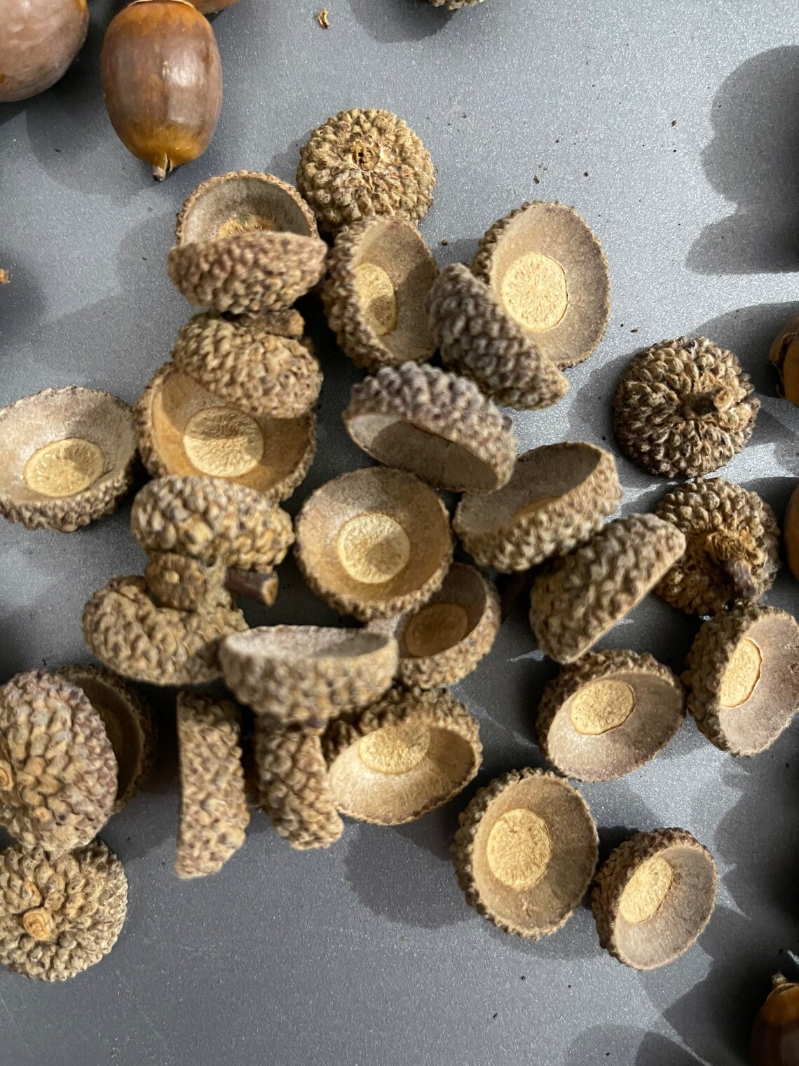 White Oak Acorn Caps - Etsy