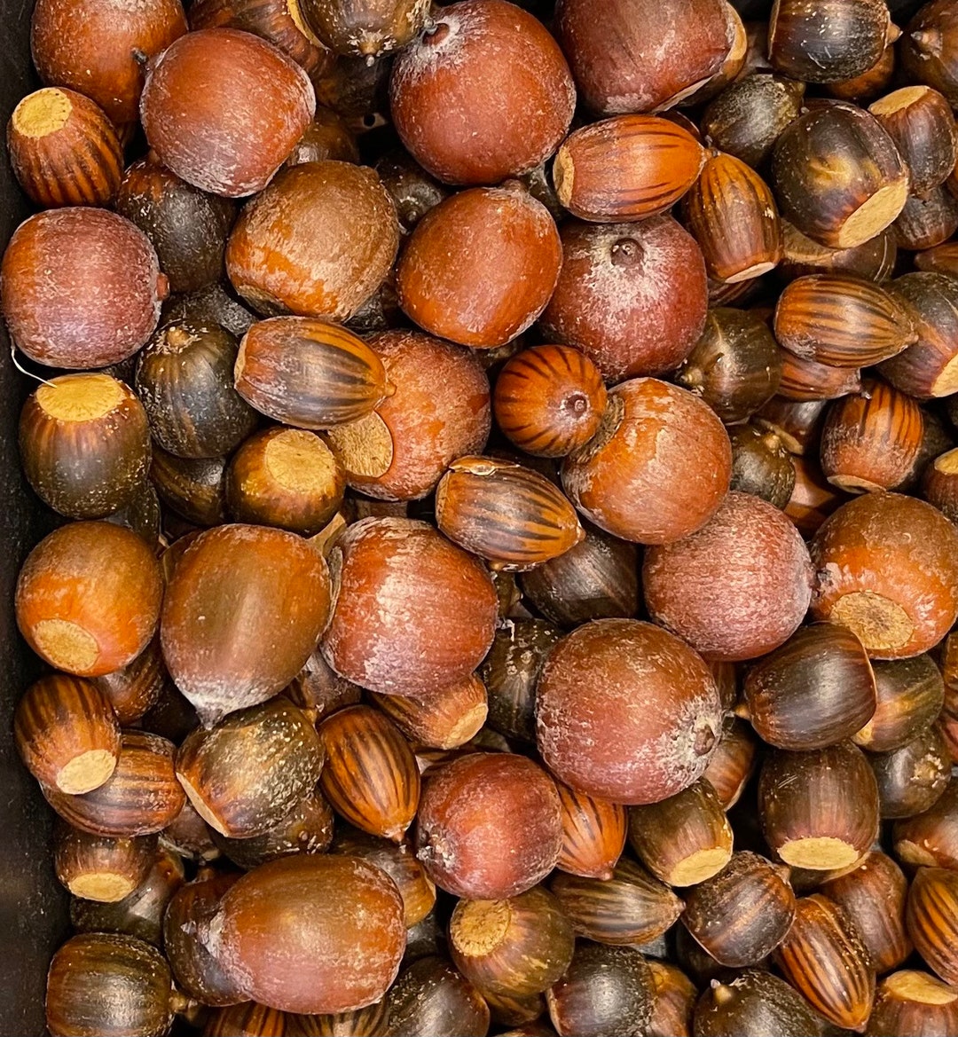 4 Pounds Raw Fresh Acorns for Feed. Bulk White Oak, Red Oak, and Black