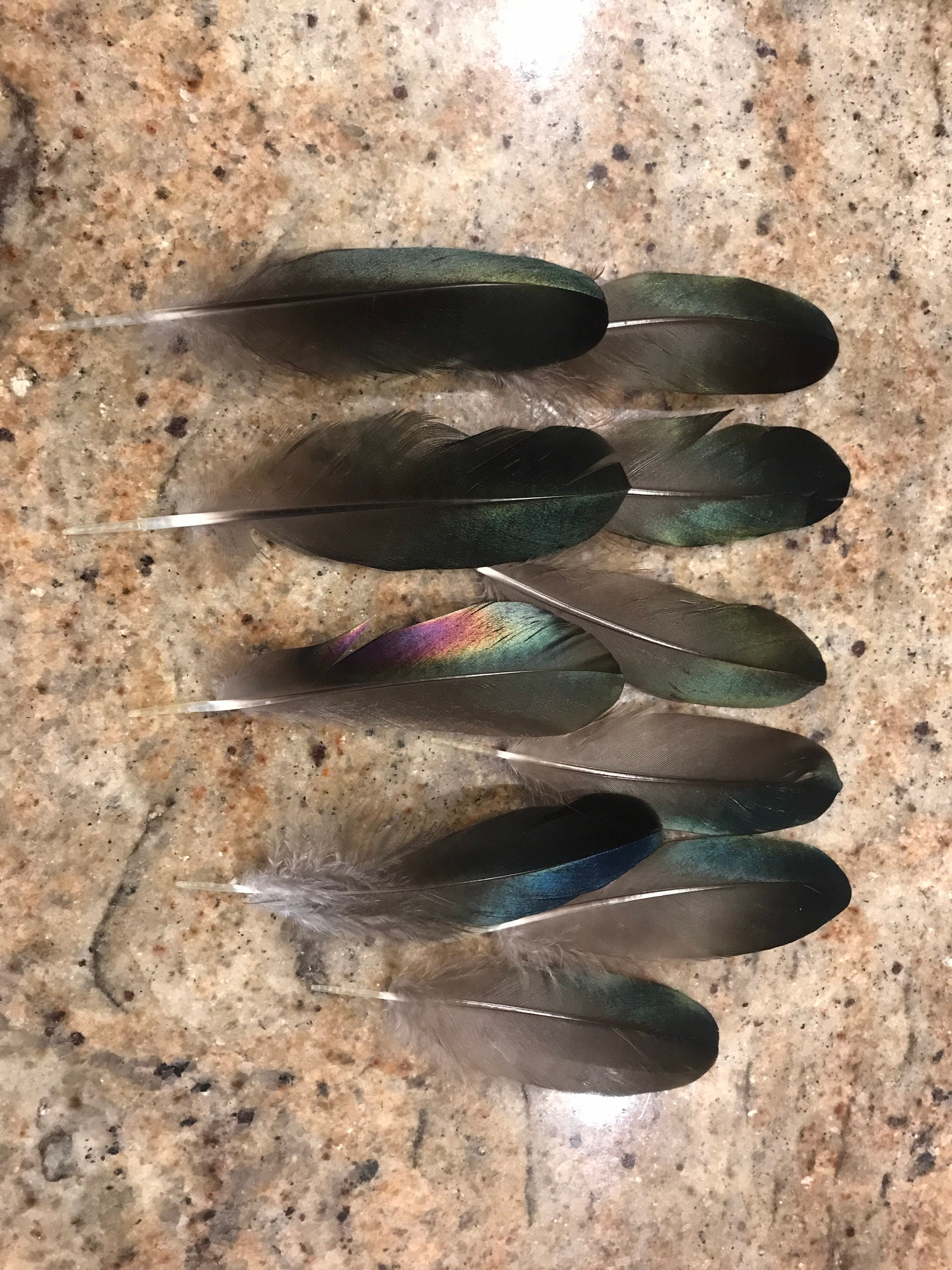 Wood Duck Feathers Black and Iridescent Wood Duck Feathers Etsy