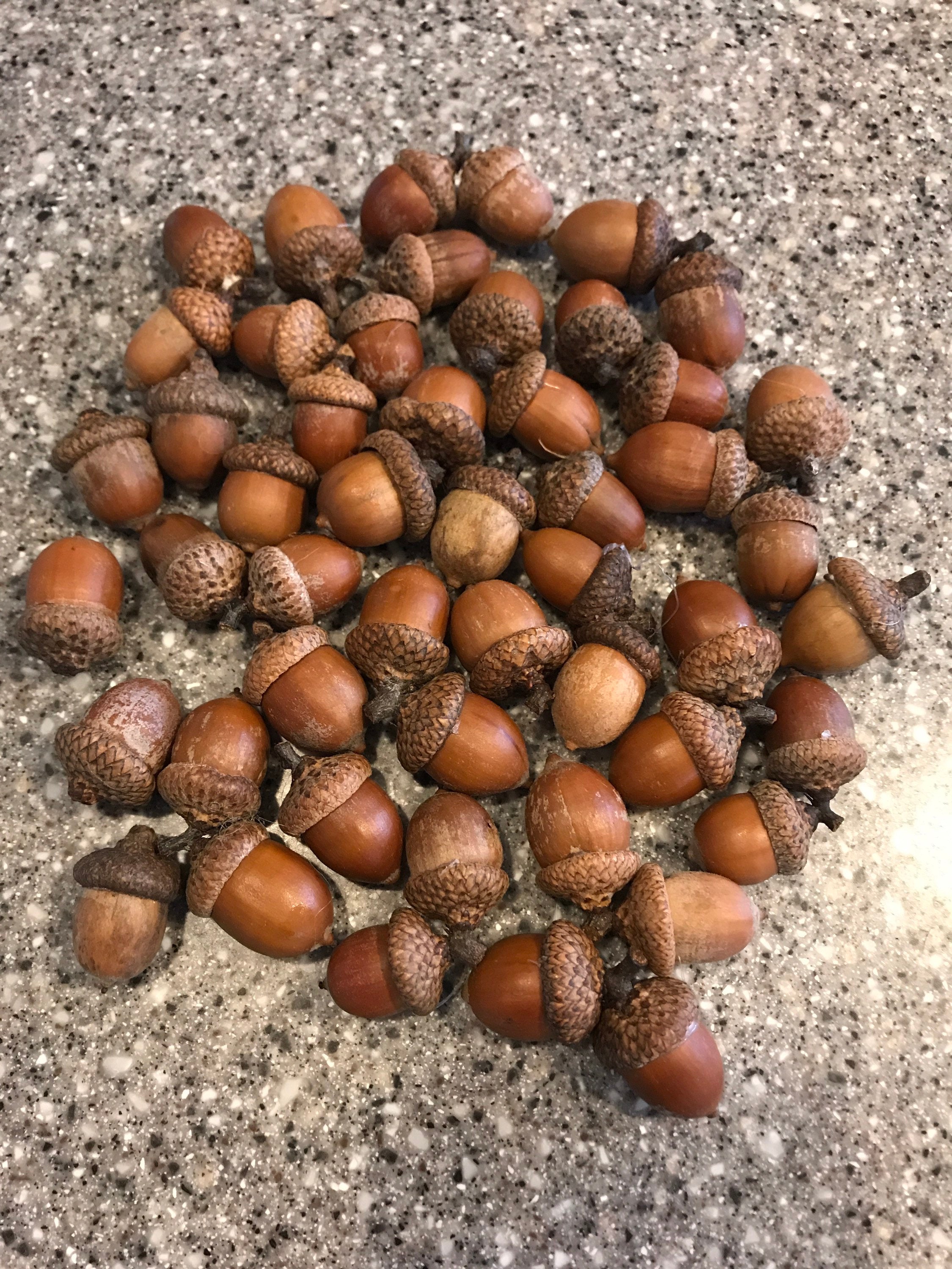 Acorns With Caps, Red Oak, 25 Count, Large in Size
