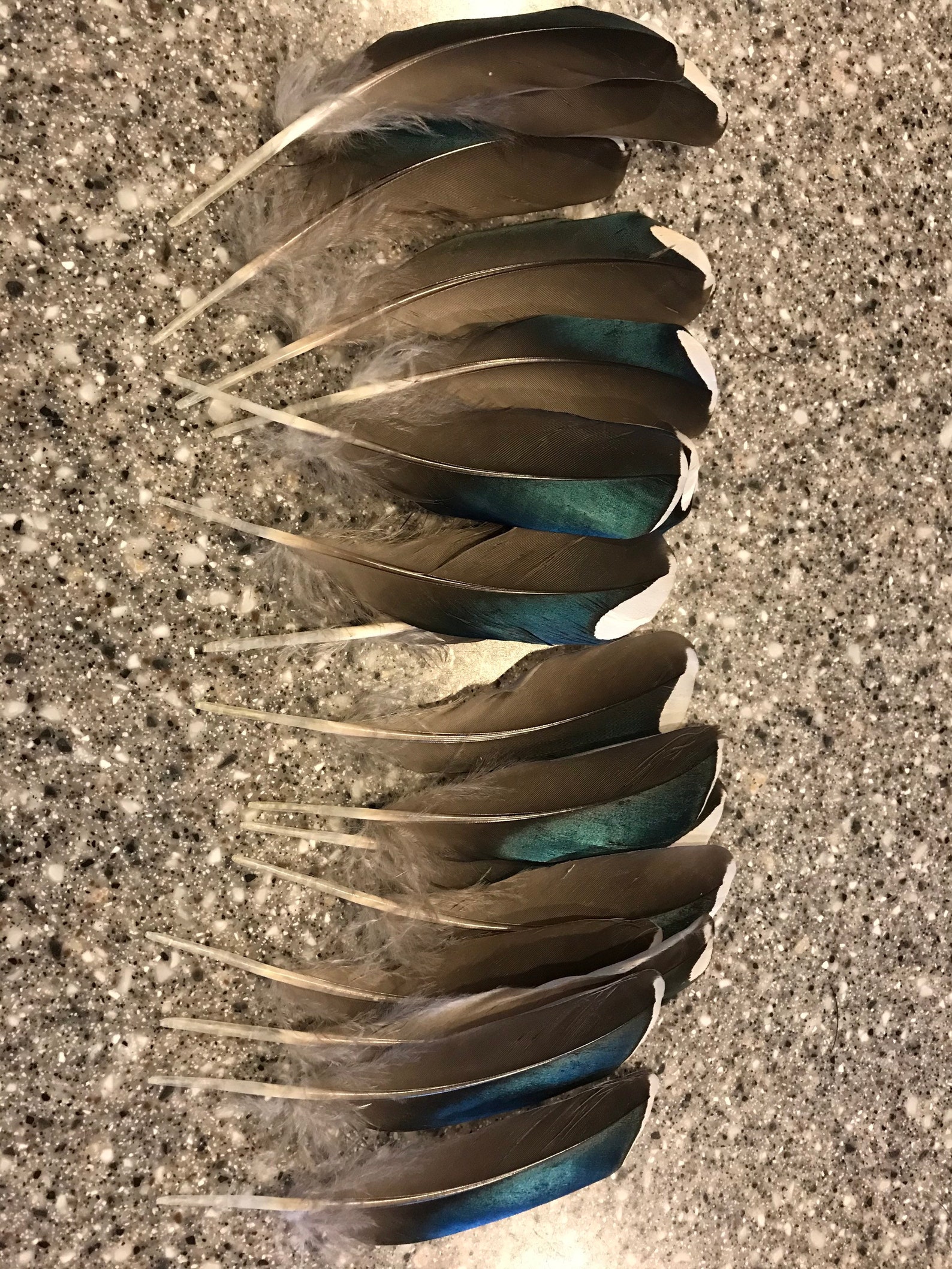 Wood Duck Secondary Feathers White Tipped Blue Feathers Duck Etsy UK