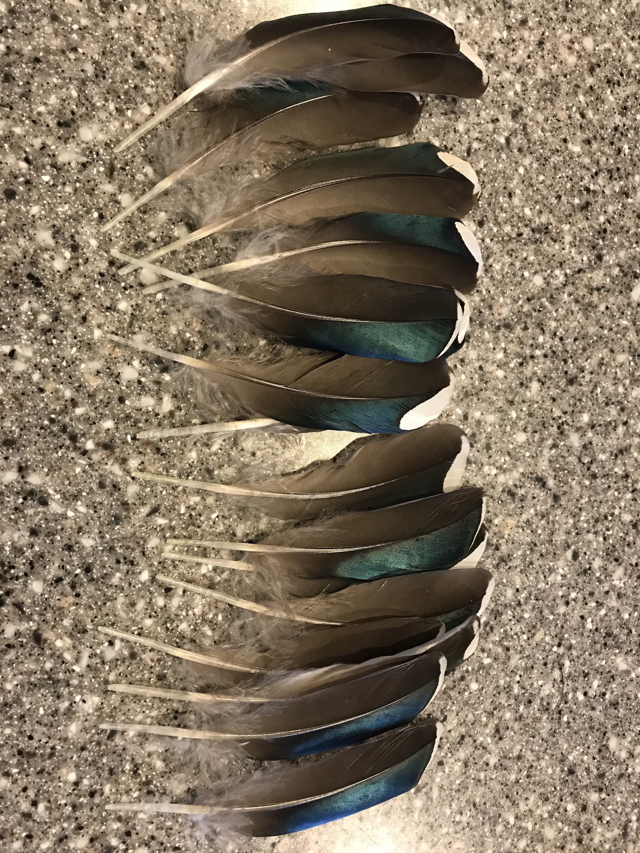 Wood Duck secondary feathers white tipped blue feathers duck | Etsy