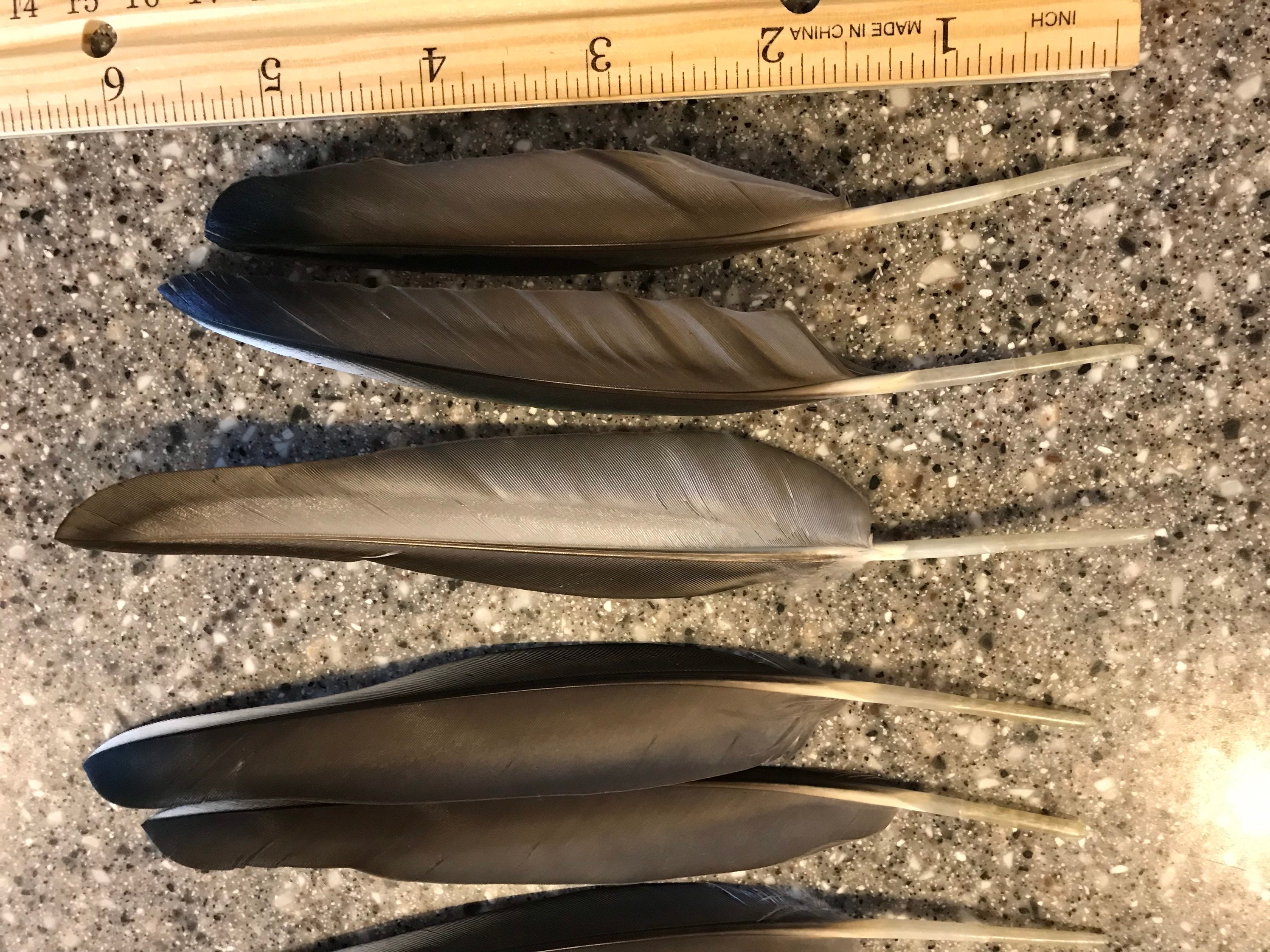 Wood Duck feathers small ink and calligraphy feathers black Etsy