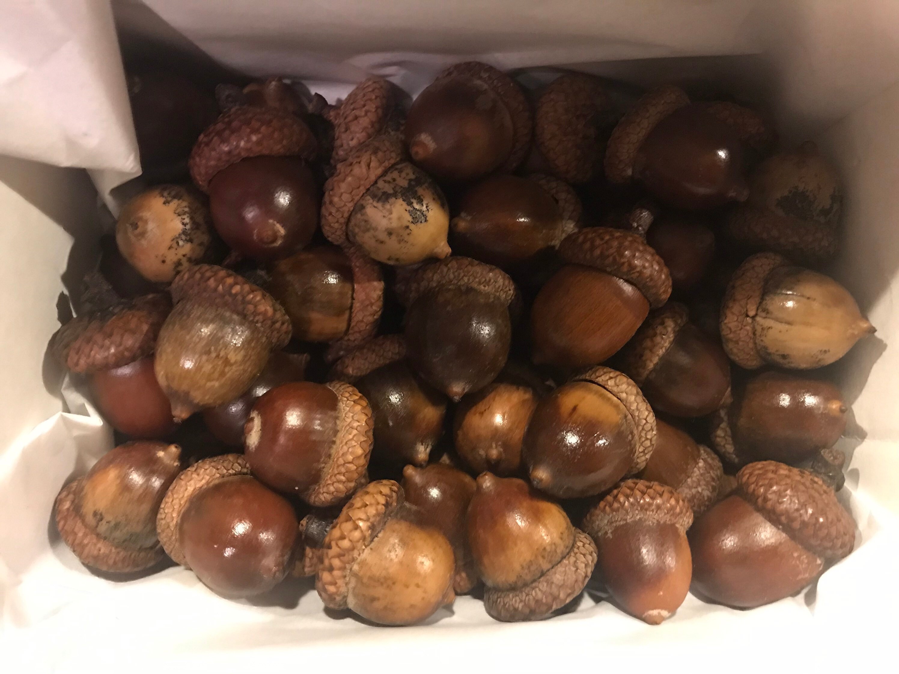 Whole Large Natural Acorns With Caps 50 Etsy