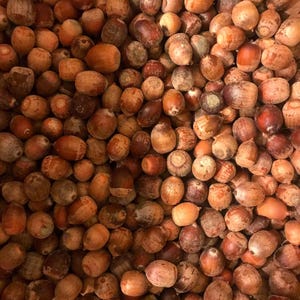 May include: A close-up shot of a pile of acorns. The acorns vary in color from light tan to dark brown, with some showing a reddish hue. The caps are a lighter brown, and the overall texture is rough and natural.