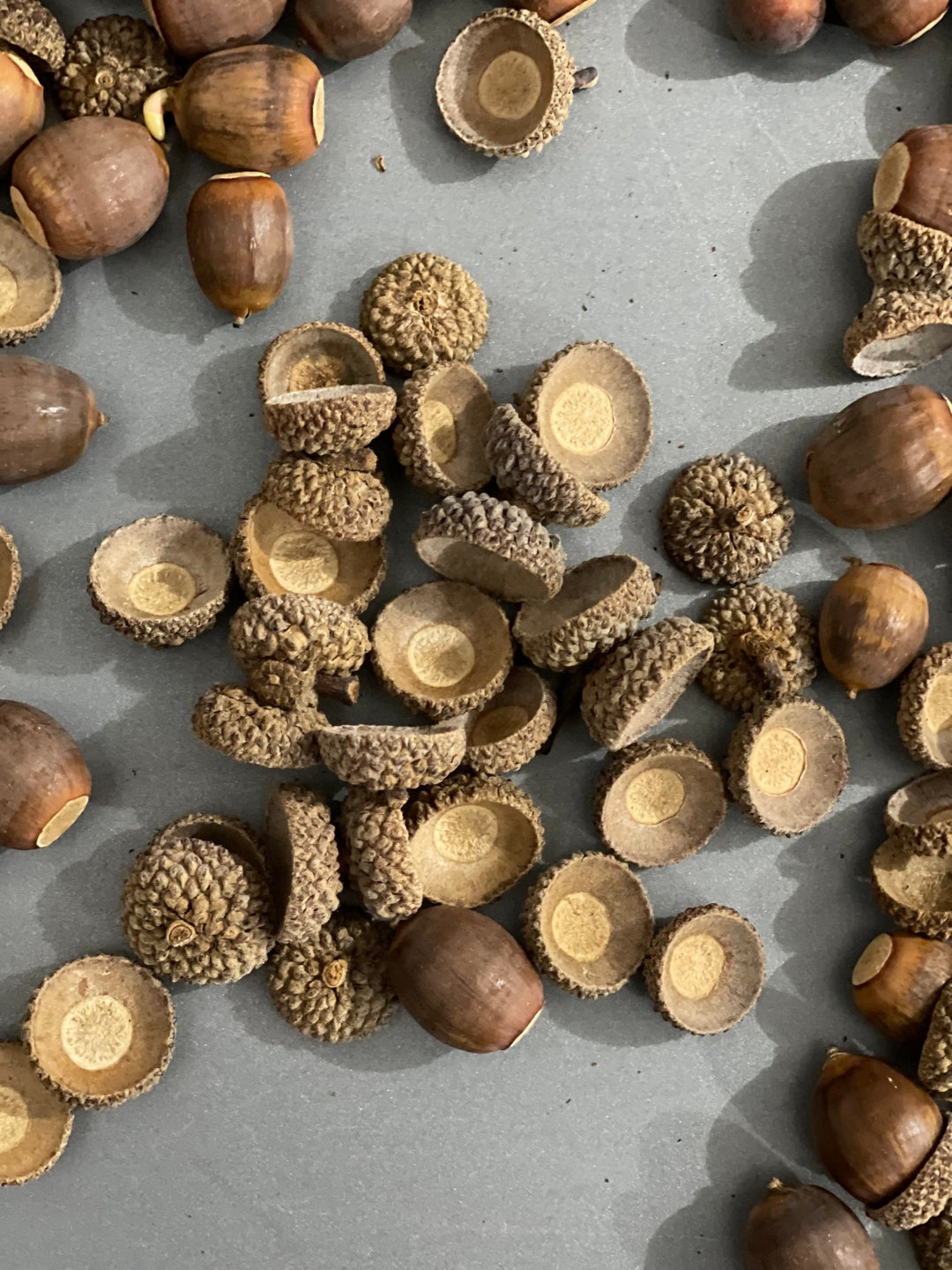 White Oak Acorns For Sale