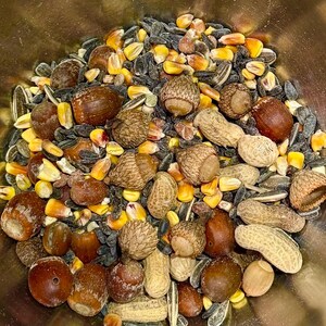 May include: A close-up of a mix of birdseed, corn kernels, peanuts, and acorns. The seeds are black and white, the corn is yellow, and the acorns and peanuts are brown. The mix is in a metal bowl.
