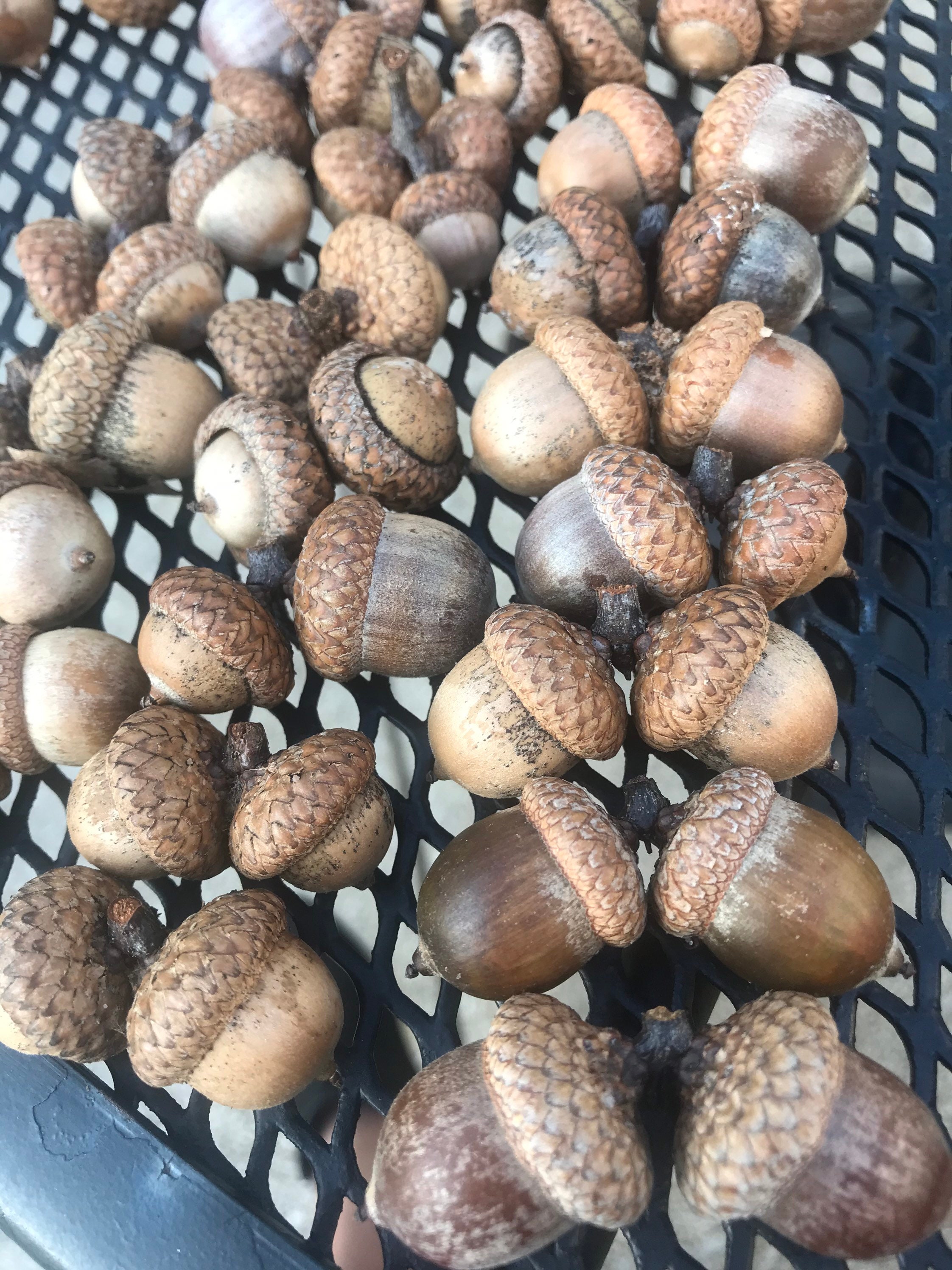 Acorns Double Whole Large Acorns 50 Acorns 25 Attached Etsy