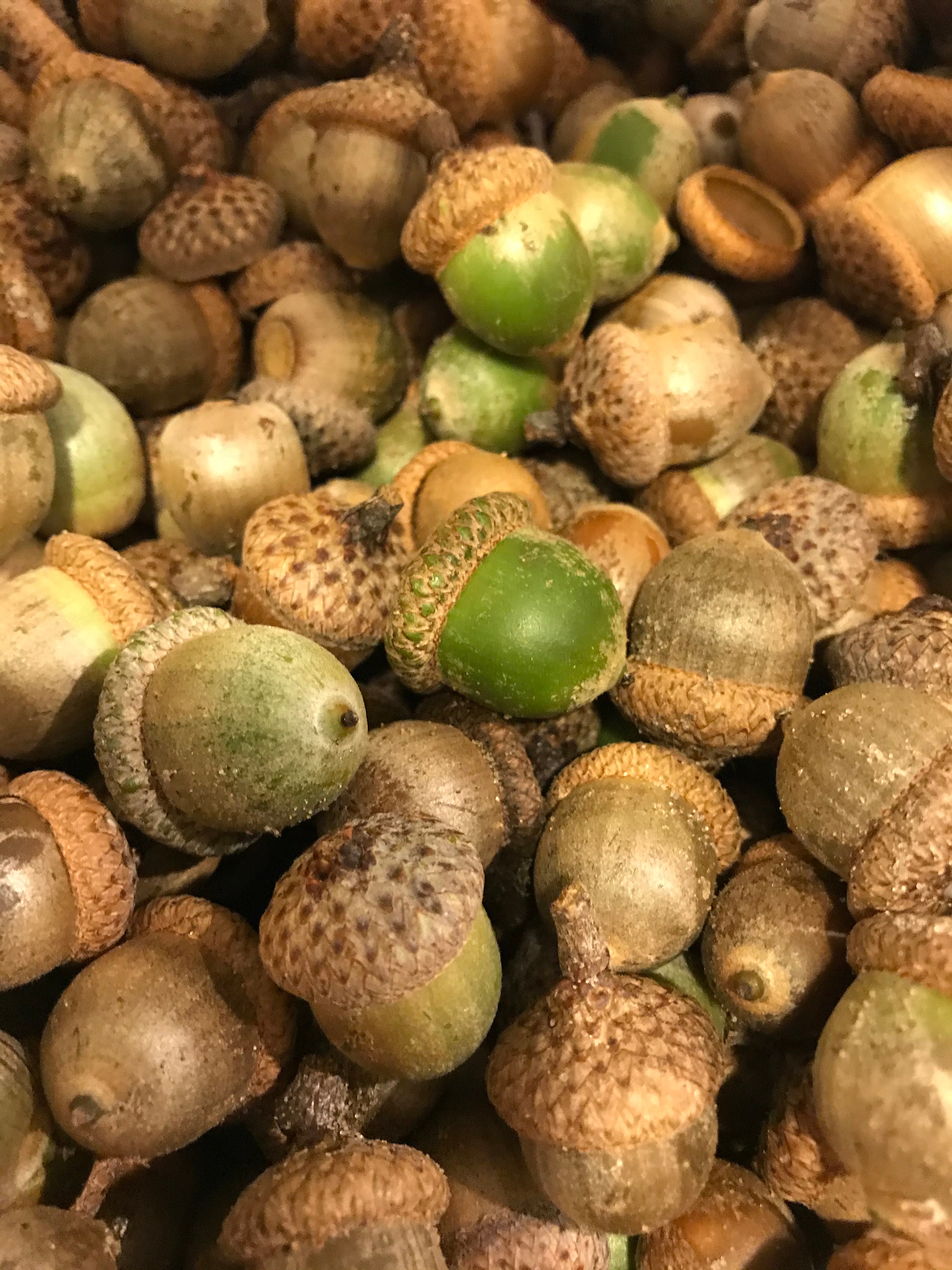 Whole Large Natural Acorns With Caps 50 Etsy