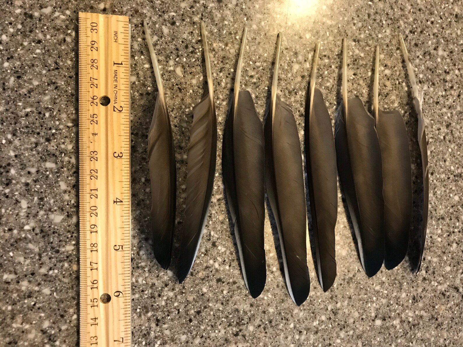 Wood Duck Feathers Small Ink and Calligraphy Feathers Black Etsy