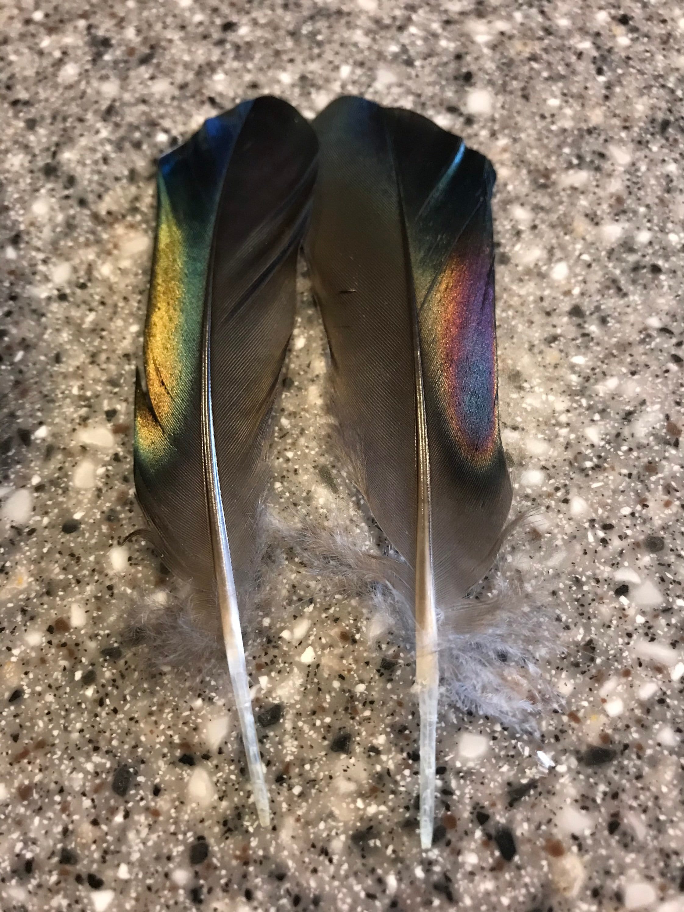 Wood Duck Feathers Black and Iridescent Wood Duck Feathers Etsy