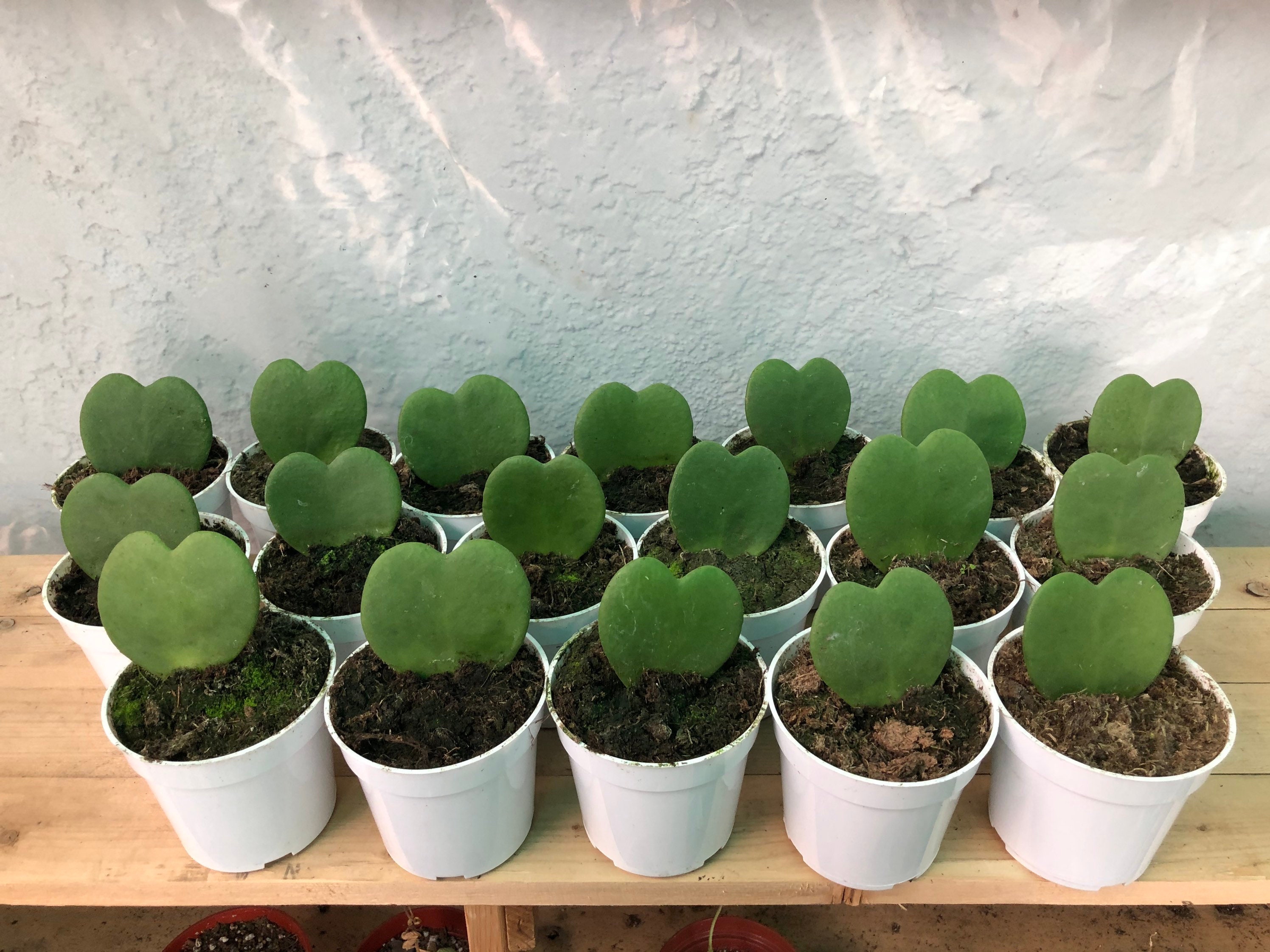 Single leaf hoya kerrii