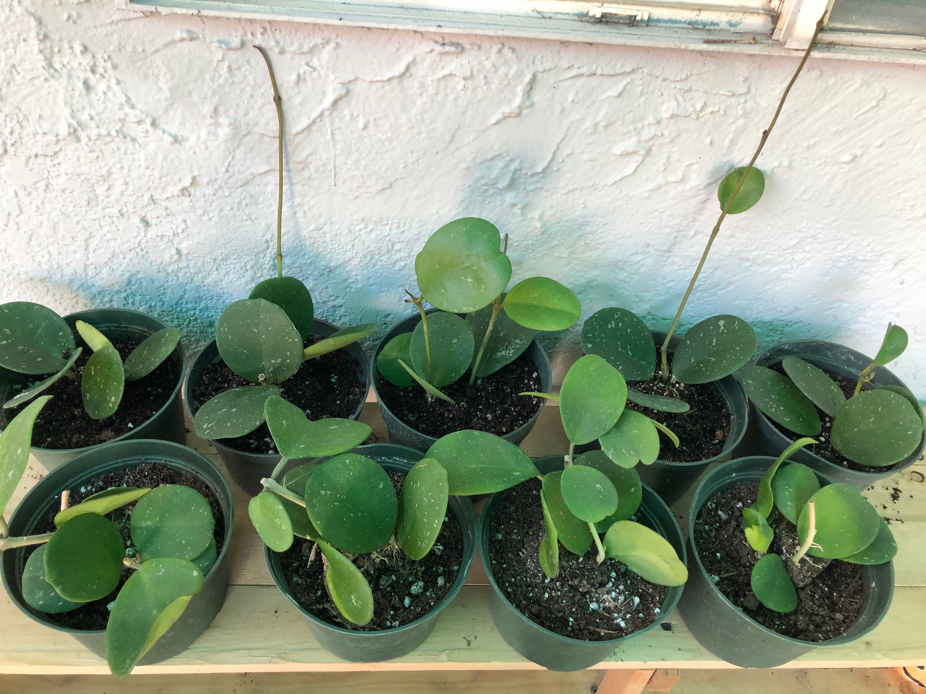 SUMMER SALE!!! Prices already adjusted by 10-15% OFF Hoya Obovata spl…