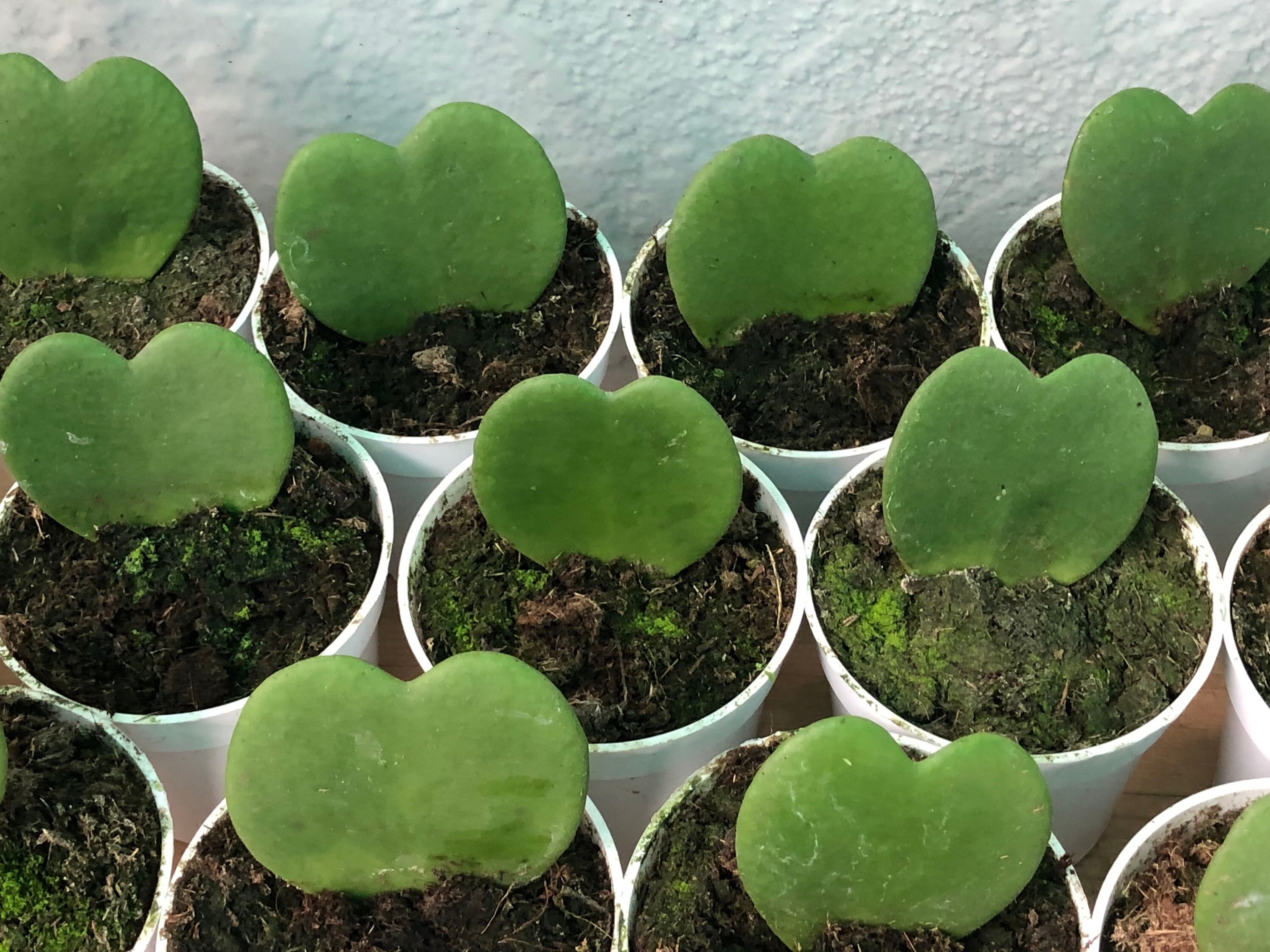 Single leaf hoya kerrii
