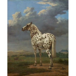 May include: A white and brown spotted horse stands in a field with a cloudy sky in the background. The horse is facing to the left and has a long white tail. There are other horses and people in the distance.