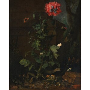 Still Life with Poppy | Otto Marseus van Schrieck | 1670 Dutch Golden Age Poster Print