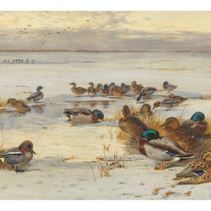 Mallard and Teal on a Snowy Marsh | Archibald Thorburn | 1907 Animal Duck Print