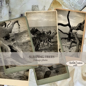 SLEEPING TREES Foto vintage, cartões de diário, coisas efêmeras, enfeites, download digital