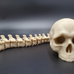 Può includere: Un teschio umano beige e una sezione di colonna vertebrale sono esposti su uno sfondo scuro. Il teschio è in primo piano, con dettagliati lineamenti del viso. La sezione della colonna vertebrale è posizionata a sinistra.
